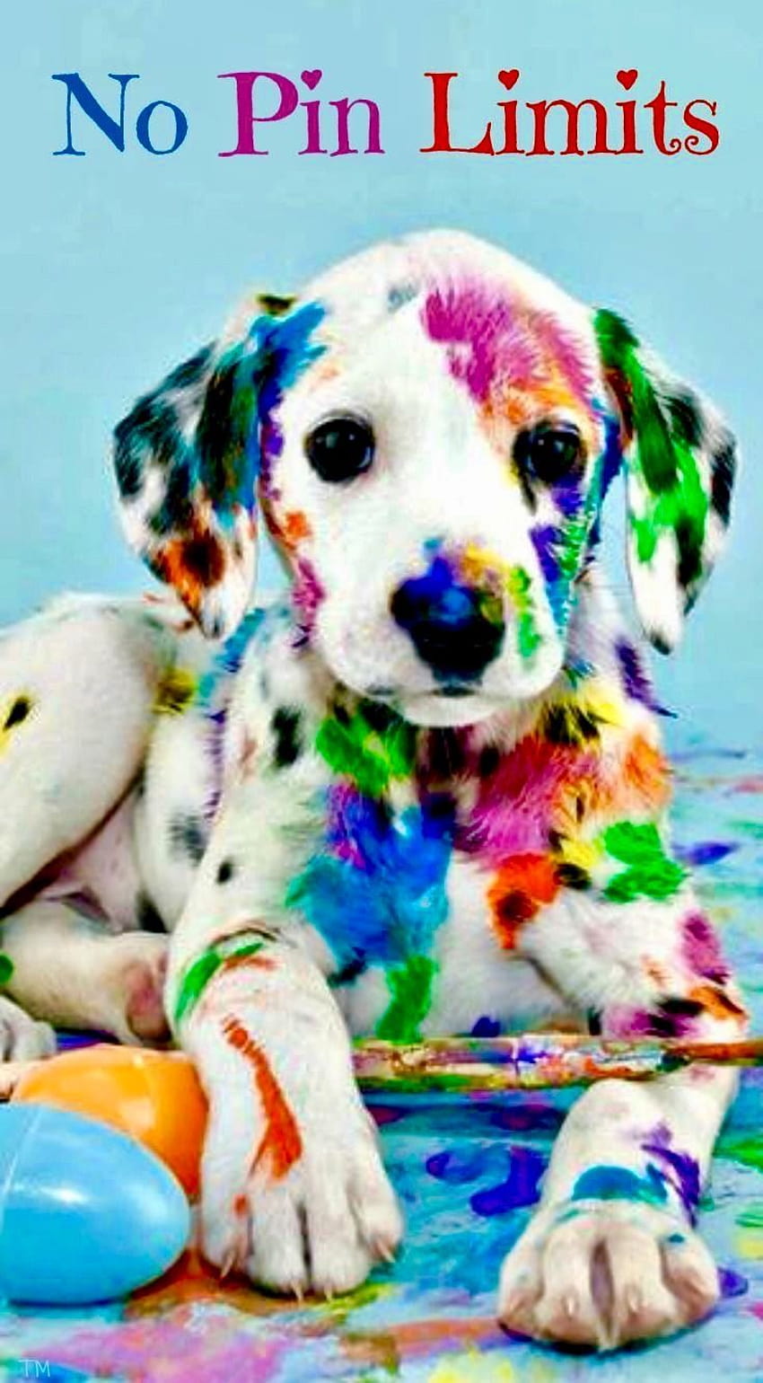 5 George Clooney Hund, Regenbogenhund HD-Handy-Hintergrundbild
