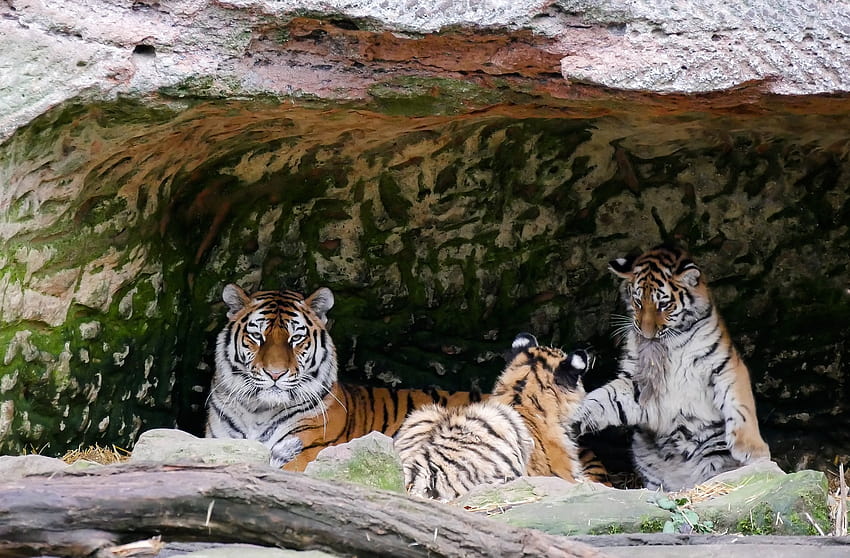 : Bengal Tiger Family HD wallpaper | Pxfuel