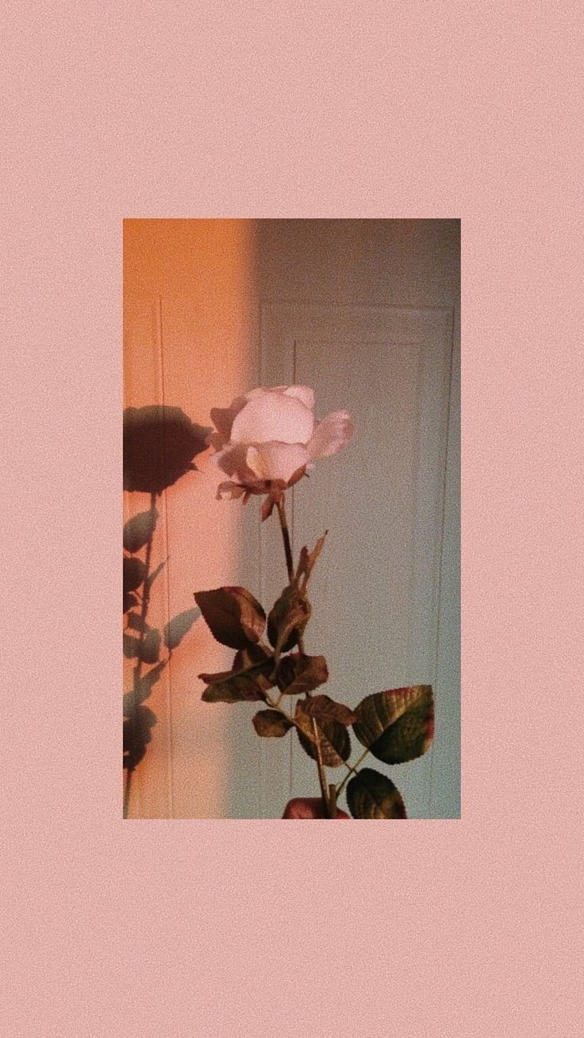 Vintage Pink Aesthetic, aesthetic vintage plant HD phone wallpaper