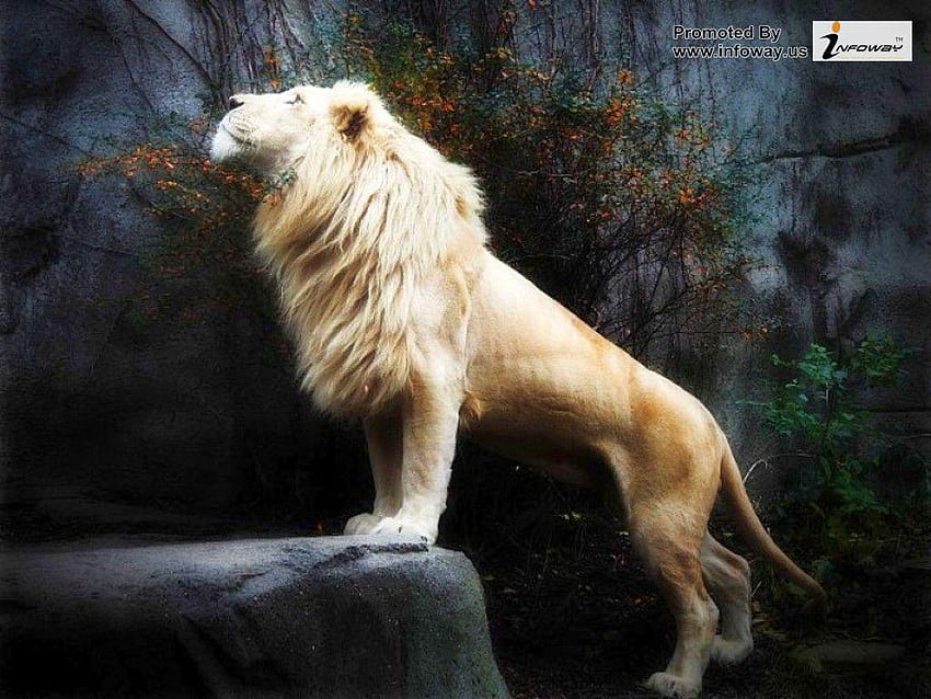 White Lion, 3d lion HD wallpaper | Pxfuel