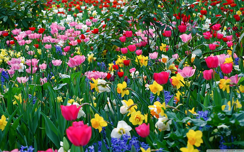 FLOWERS FLOWERS EVERYWHERE, european spring HD wallpaper