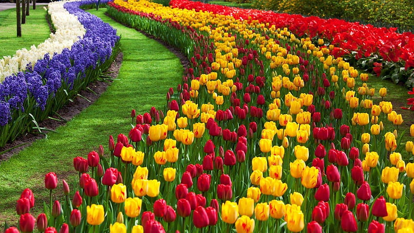Heaven on Earth in Jammu Kashmir: Tulip Garden, of mansbal in kashmir HD wallpaper