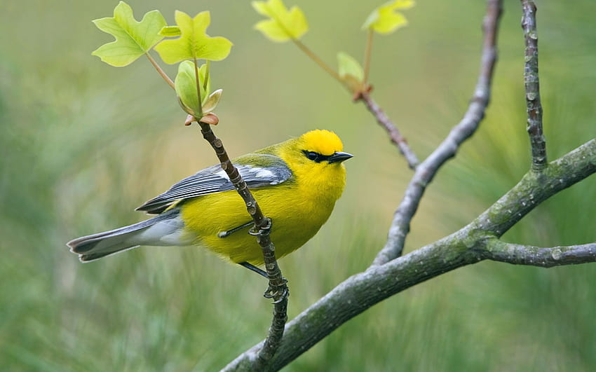 Yellow birds HD wallpaper | Pxfuel