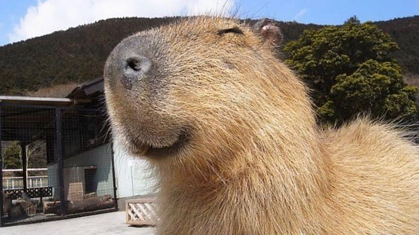 Capybaras: Gallery HD wallpaper