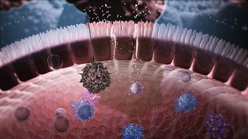 Die besten 5 Immunologie an der Hüfte HD-Hintergrundbild