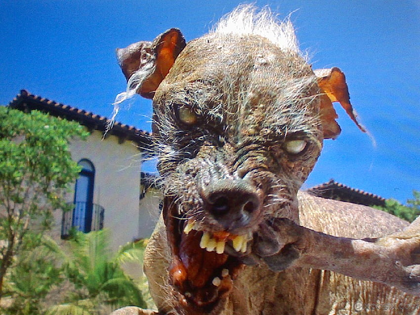 Best 5 Ugly on Hip, ugly dogs HD wallpaper