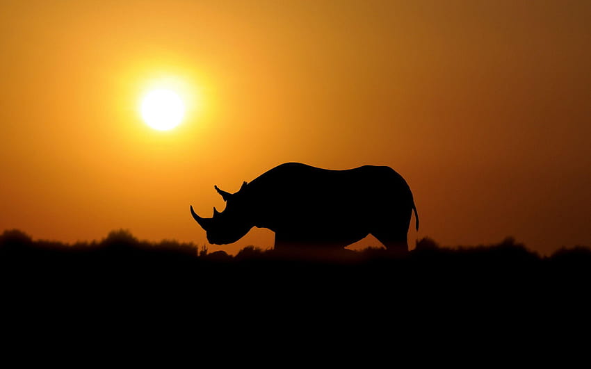 100 Rinoceronte, badak Wallpaper HD