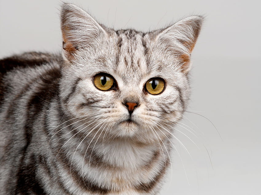 Gray striped cat close, gray tabby with yellow eyes HD wallpaper