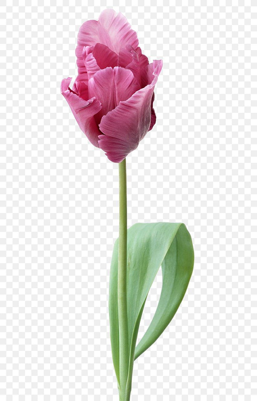 Indira Gandhi Memorial Tulip Garden Fleurs coupées, PNG, 537x1280px, Tulipe, Bourgeon, Ordinateur, Fleurs coupées Fond d'écran de téléphone HD