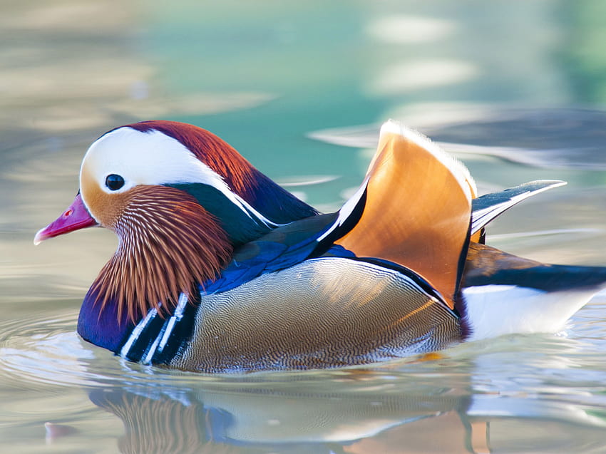 8 Colorful Facts About Mandarin Ducks HD wallpaper