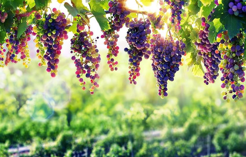 przyroda, winogrono, owoce, winorośl, naturalne piękno, winiarnia Tapeta HD