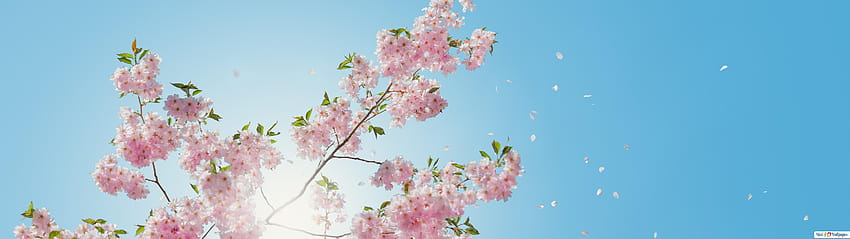Flores de primavera, primavera 5120x1440 papel de parede HD