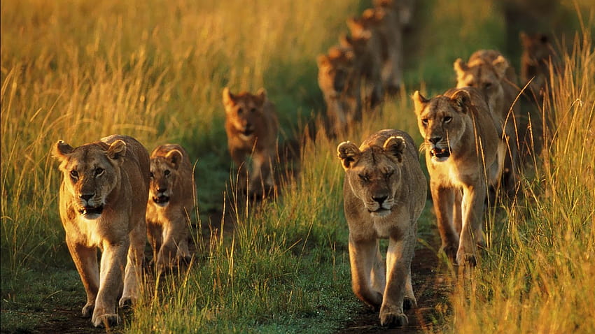 Lions Are Walking On Line Between Field Lion HD wallpaper