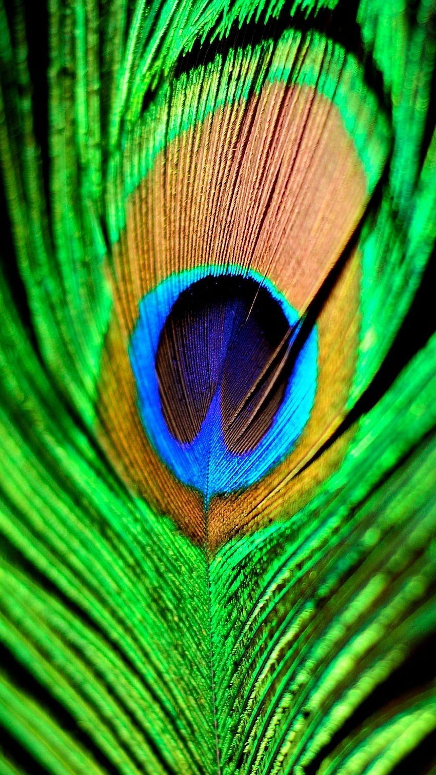 Peacock Feather Green Blue iPhone 6 Plus HD phone wallpaper