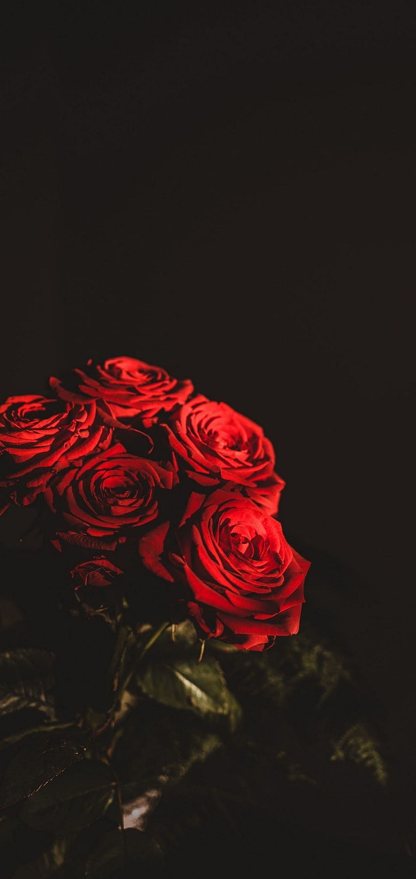 Ramo de flores rojo oscuro, flores negras amoladas fondo de pantalla del teléfono