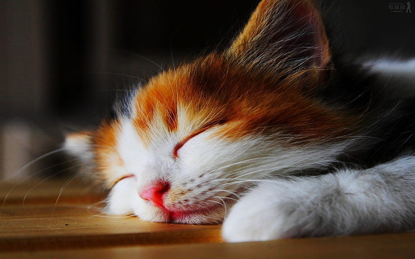 Sleeping calico cat Cute Cat [2880x1800] for your , Mobile & Tablet, sleepy kitty HD wallpaper