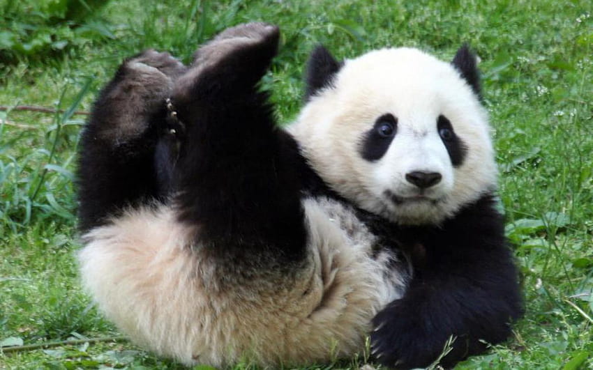 Panda Bear, panda cub HD wallpaper