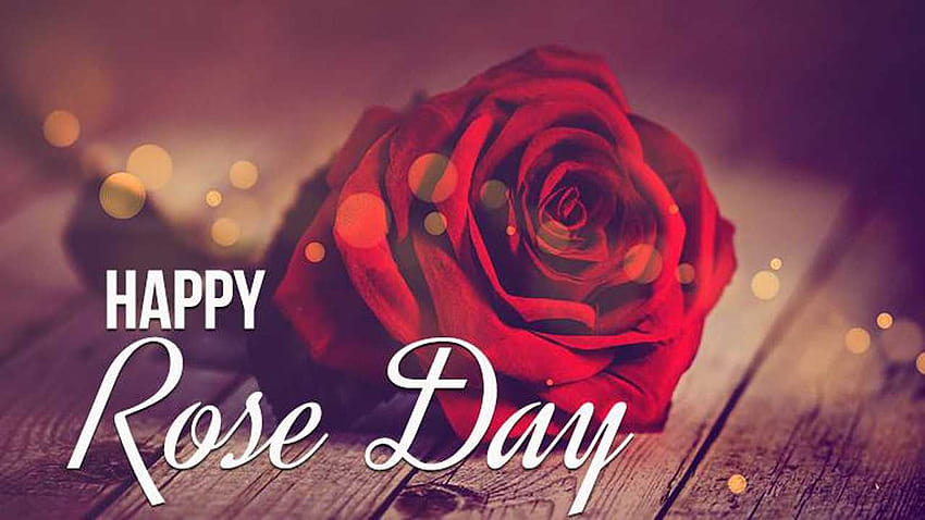 Happy Rose Day 2021 wishes: Whatsapp Status, Facebook Messages, Quotes and on the first Day of Valentine Week, valentine flower quotes HD wallpaper