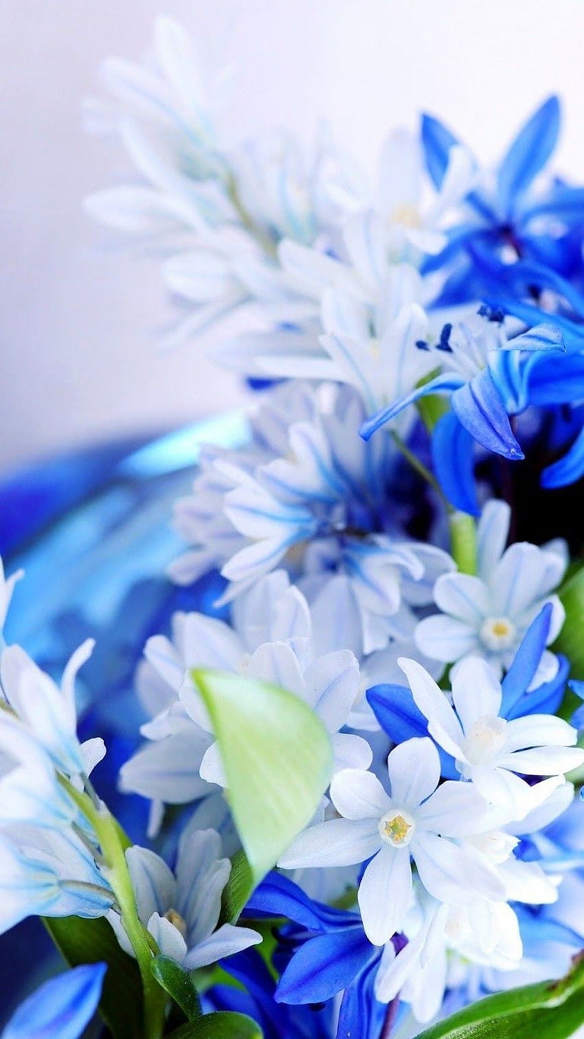 Blue White Flowers iPhone, white blue flowers HD phone wallpaper | Pxfuel