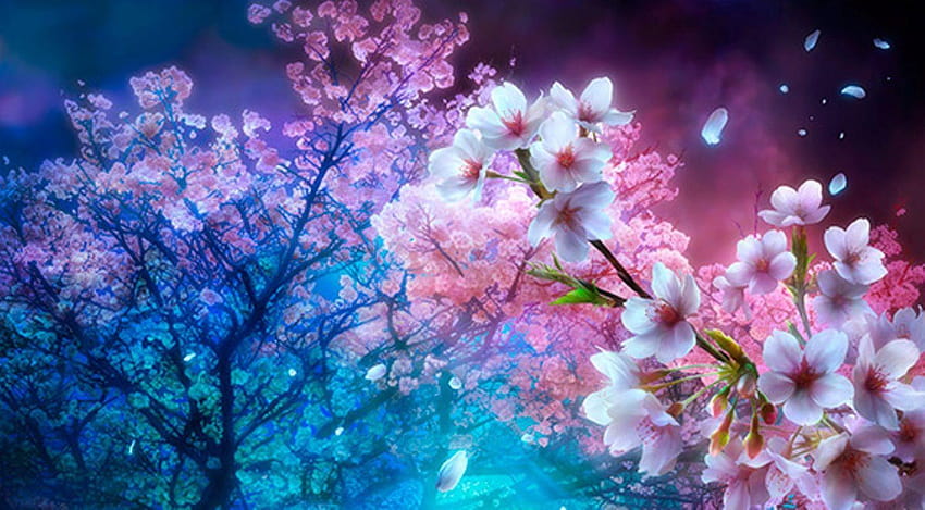 Pohon Sakura di Malam Hari, malam sakura Wallpaper HD