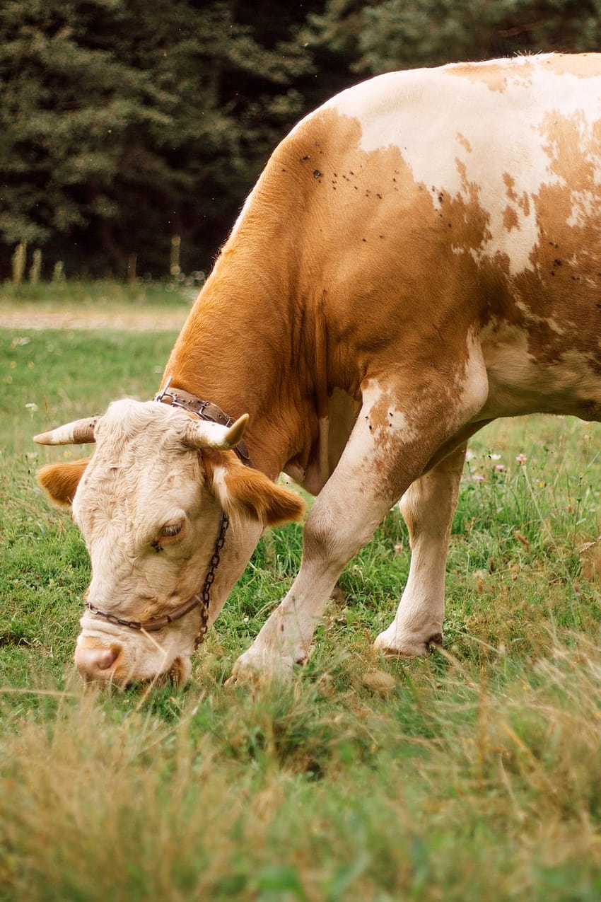 brown and white cow eating grass – Animal HD phone wallpaper