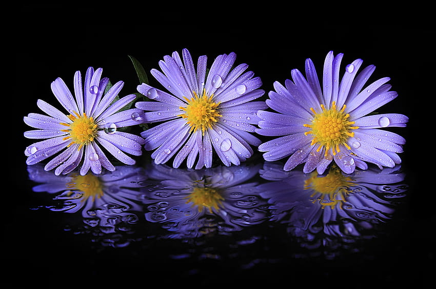 Aster flowers black backgrounds, astra flowers HD wallpaper
