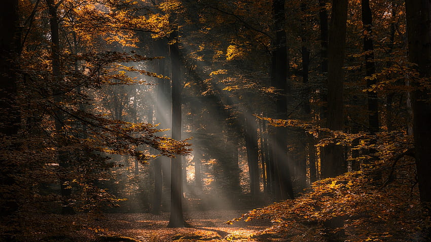 6149035 / forest, graphy, autumn, deep, dark, dusk, nature, moody HD wallpaper