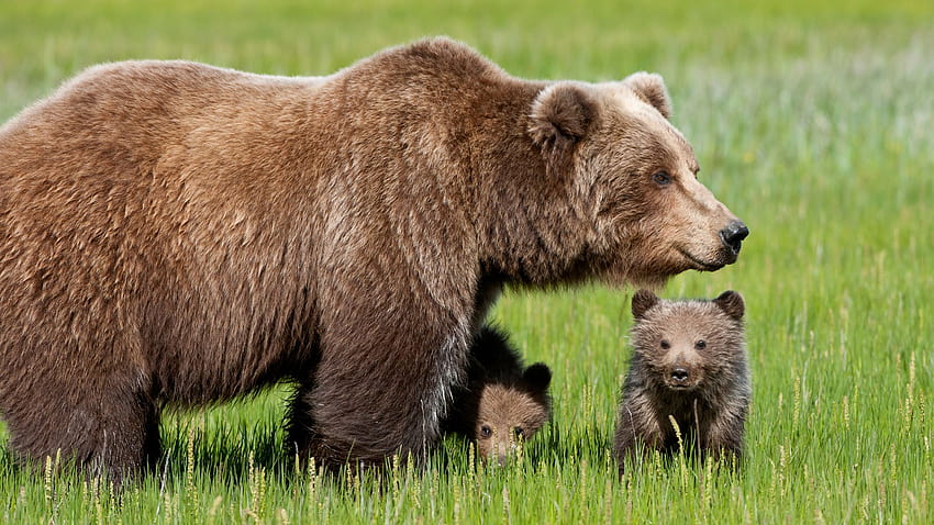 Momma Bear And Bear Cubs HD wallpaper