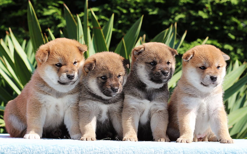 Shiba Inu, cachorros pequeños, perros de caza, mascotas fondo de pantalla