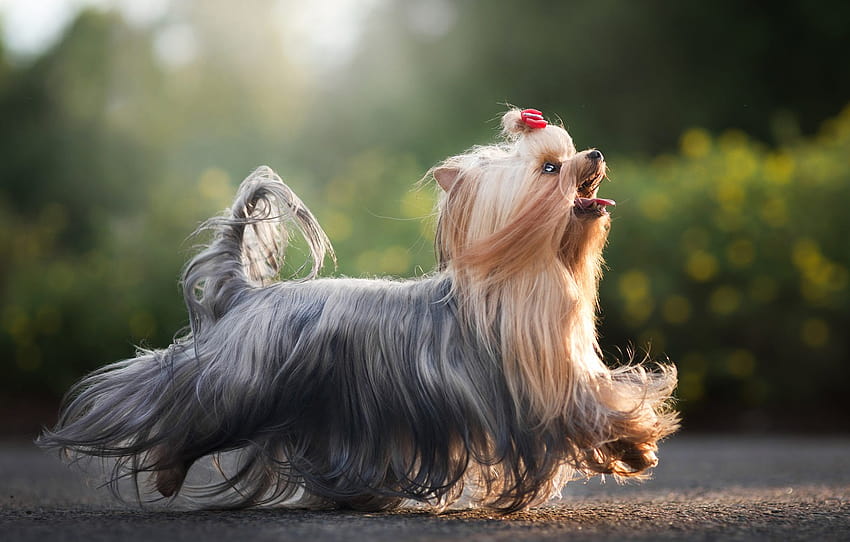 nature, pose, animal, dog, Yorkshire Terrier , section собаки, silky terrier HD wallpaper
