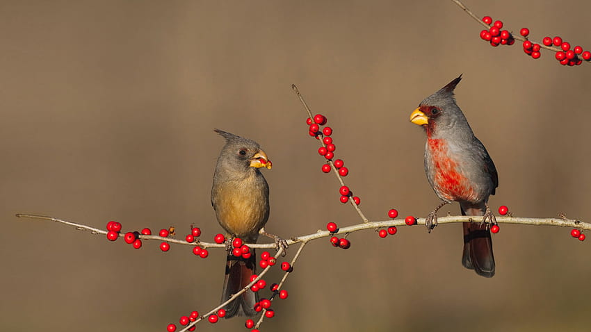 Desert cardinals eating possumhaw holly berries in Starr County, Texas by T1000 HD wallpaper