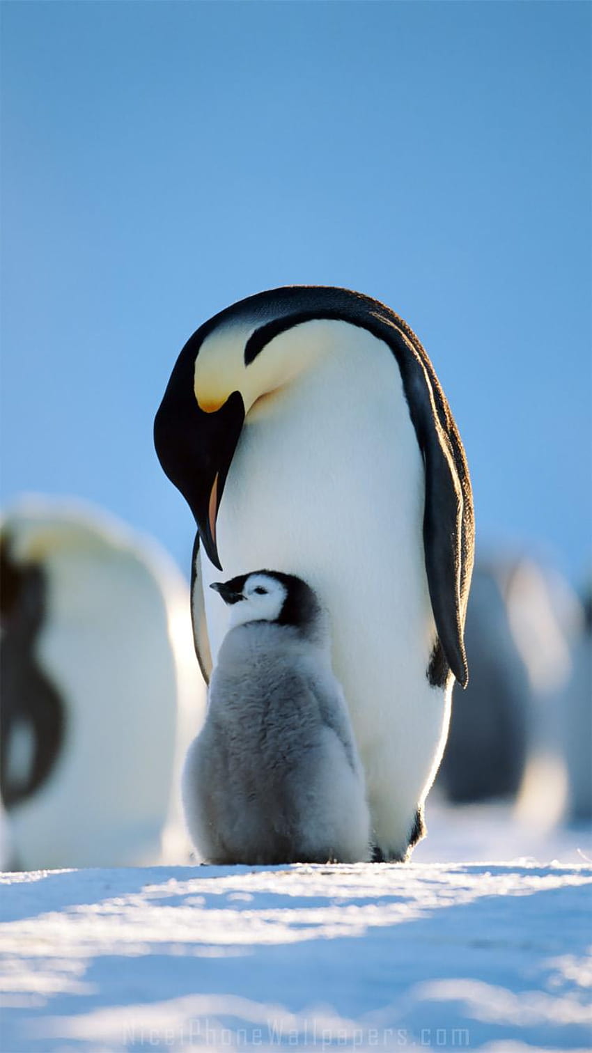 Archivo: pingüinos, teléfono pingüino fondo de pantalla del teléfono