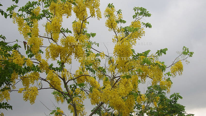 golden shower tree cassia fistula beautiful HD wallpaper