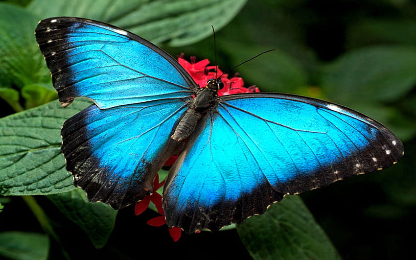 Blue Butterflies : 13, common tiger butterfly HD wallpaper