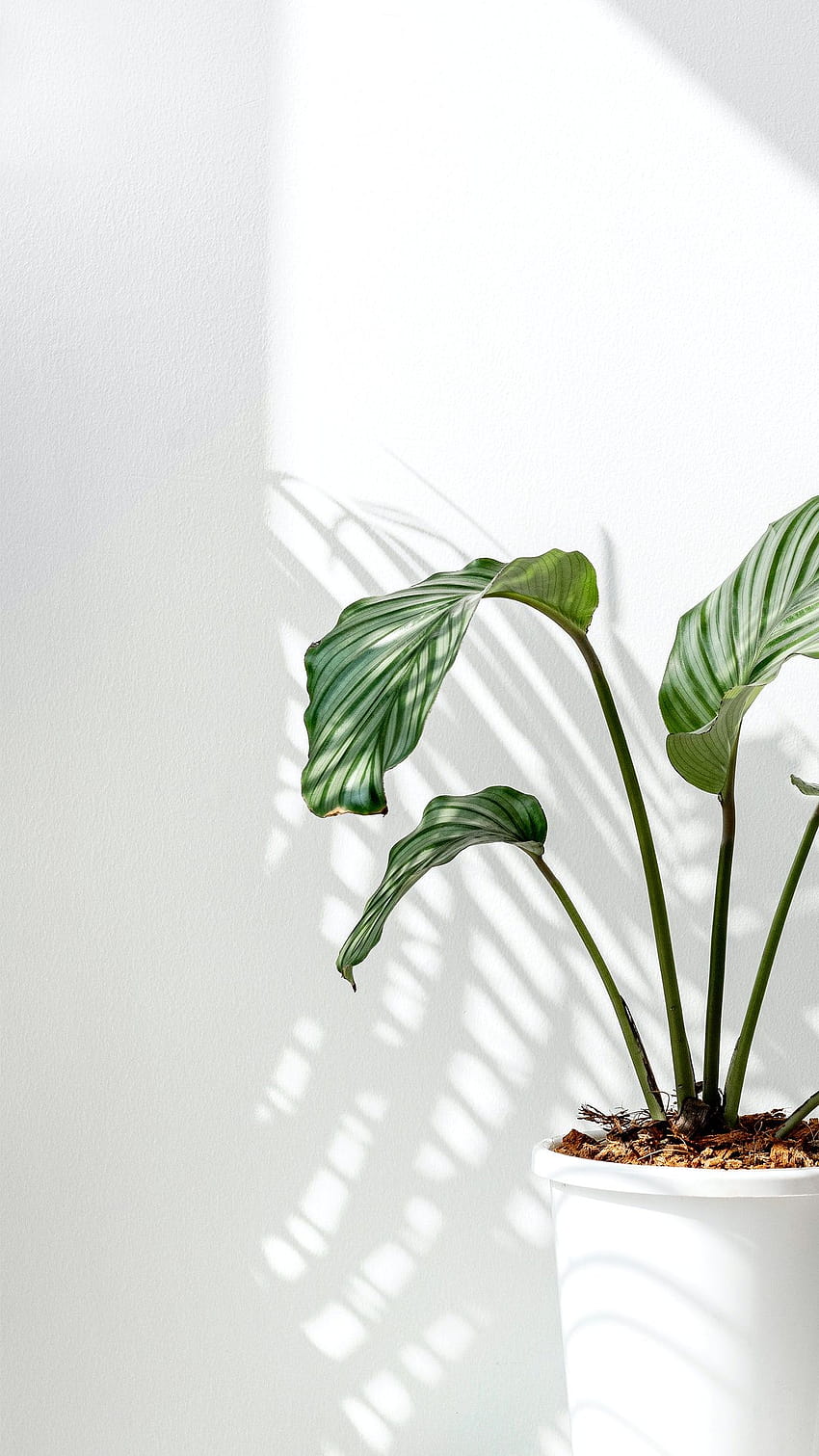 premia Calathea Orbifolia przy białej ścianie autorstwa Jira o calathea orbifolia, cienistym oknie, stole, roślinnej ścianie cienia i cieniu okna…, biało-zielona estetyka Tapeta na telefon HD