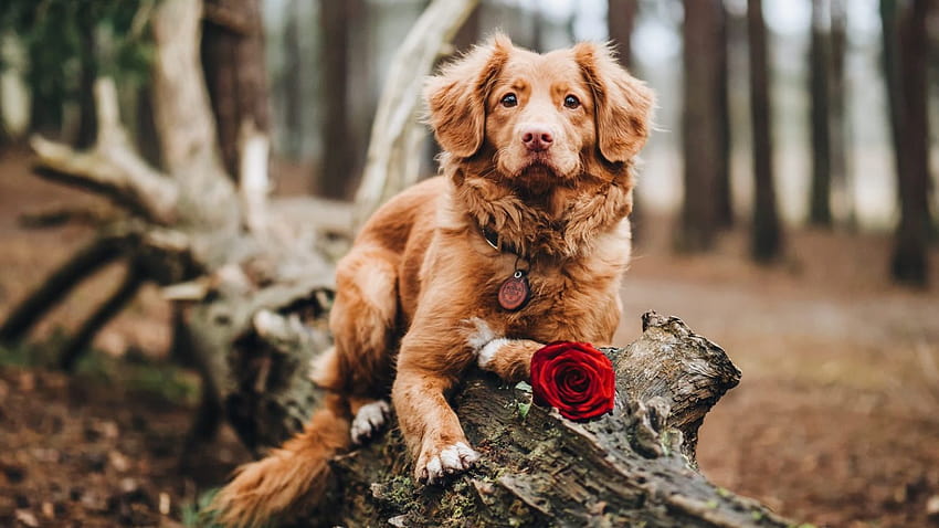 12 Gifts for Your Dog, valentines day puppy computer HD wallpaper