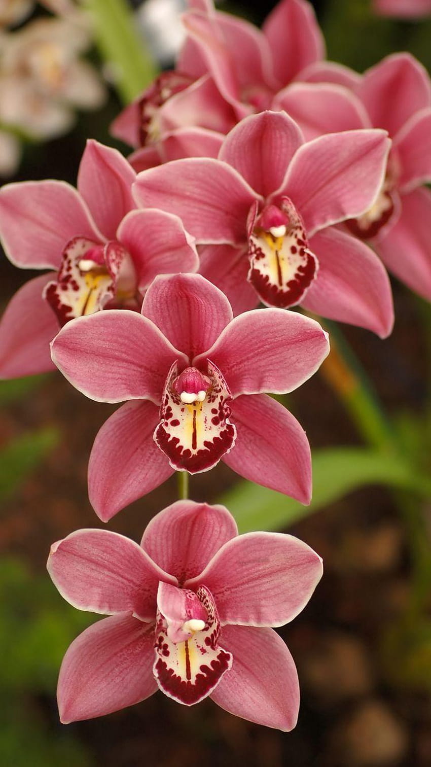 Oncidium Orchids in for, 난초 꽃 HD 전화 배경 화면