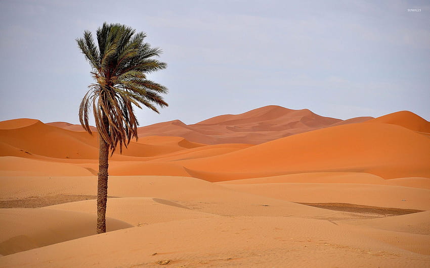 Palma nel deserto, cielo dell'albero del deserto Sfondo HD
