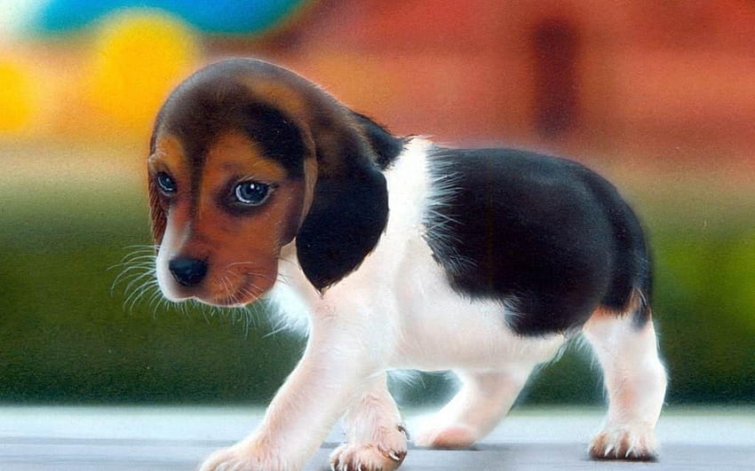 66 Beagle, Beagle-Welpen HD-Hintergrundbild