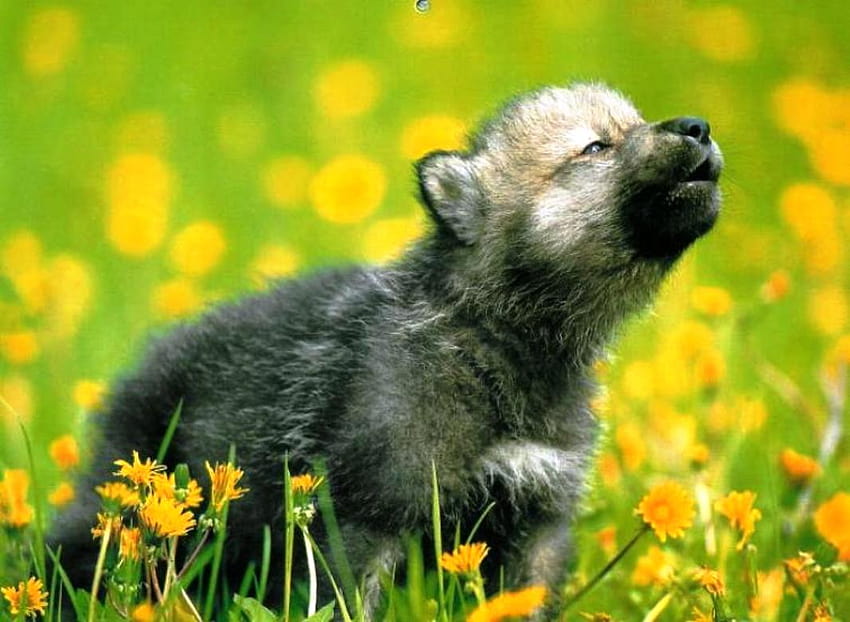 wolf cub in blumenfeld Vektorgrafik For com [1066x780] for your , Mobile & Tablet HD wallpaper