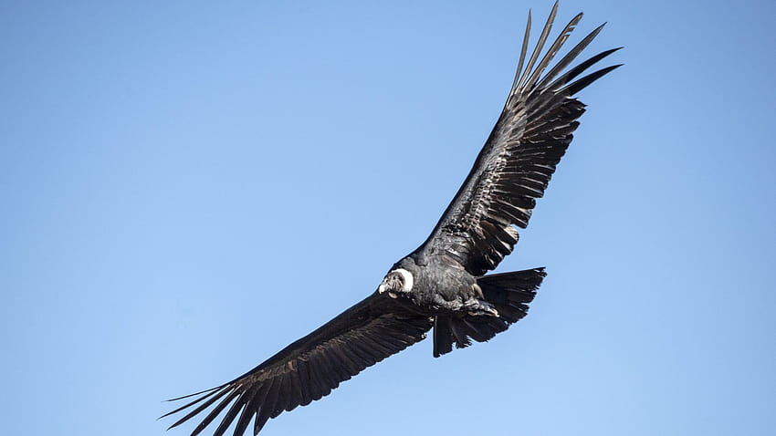 Bolivia investigates death of 35 ...bbc, andean condor HD wallpaper