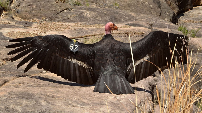 Saving California Condors, andean condor HD wallpaper