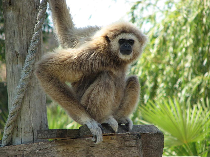 Best Gibbon iPhone HD Wallpapers  iLikeWallpaper