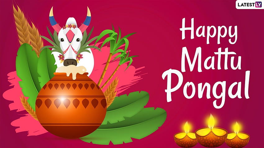 Mattu Pongal 2021 Wishes, Quotes & Greetings: Share Thai Pongal Messages, , Facebook Pics and GIFs on the Third Day of the Harvest Festival HD wallpaper
