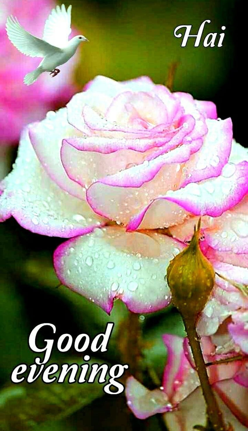Good evening, happy friday rose HD phone wallpaper | Pxfuel