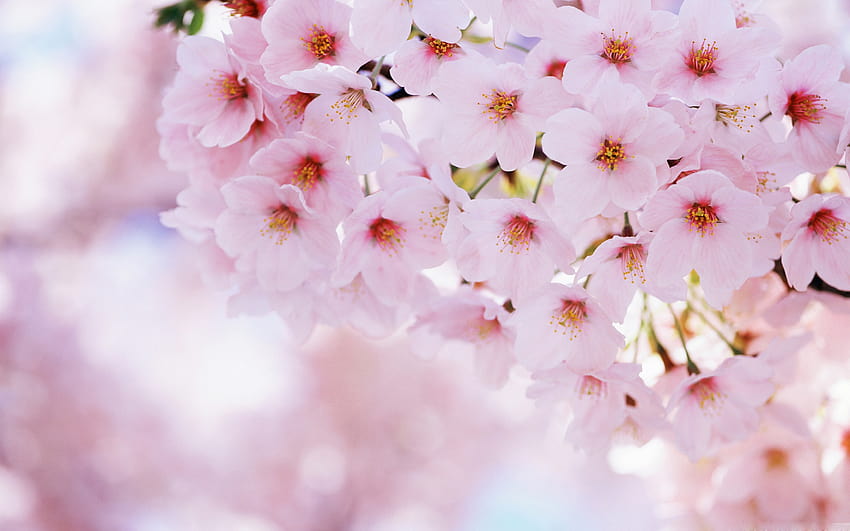 Kirschblüte, Naturblumen, rosa Blütenbaum HD-Hintergrundbild