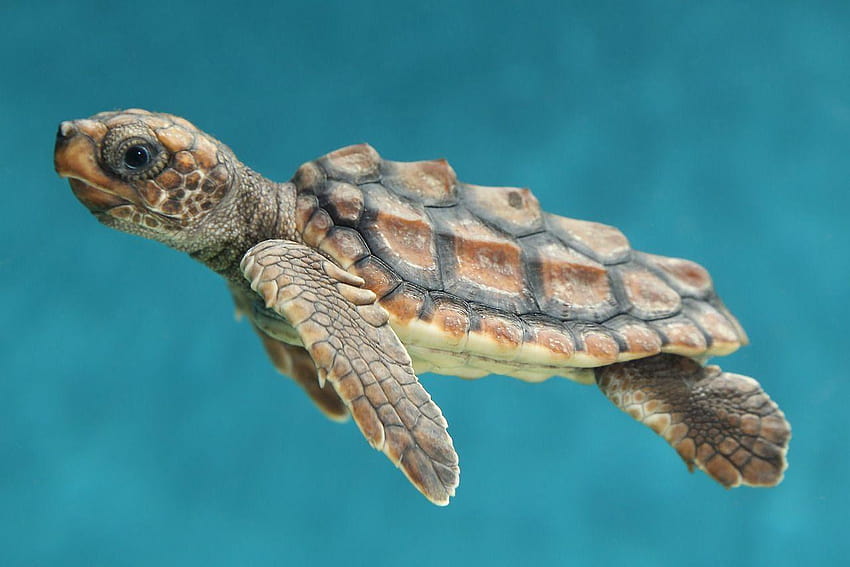 loggerhead sea turtle hatchling, baby turtle HD wallpaper