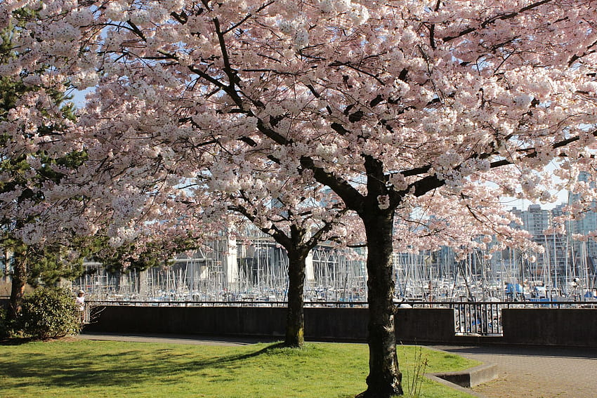 Japanese Cherry Blossom Tree width 240, cerasus HD wallpaper