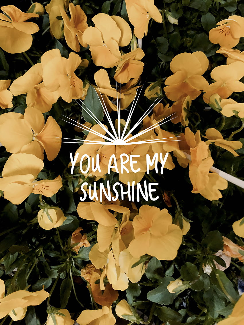 You are my sunshine hope positive quotes saying HD phone wallpaper   Peakpx