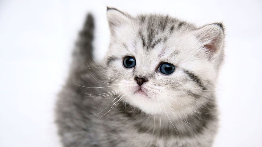 Baby-Katzen, niedliche Baby-graue Kätzchen HD-Hintergrundbild